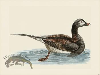 Edwards 156 Long tail'd Duck